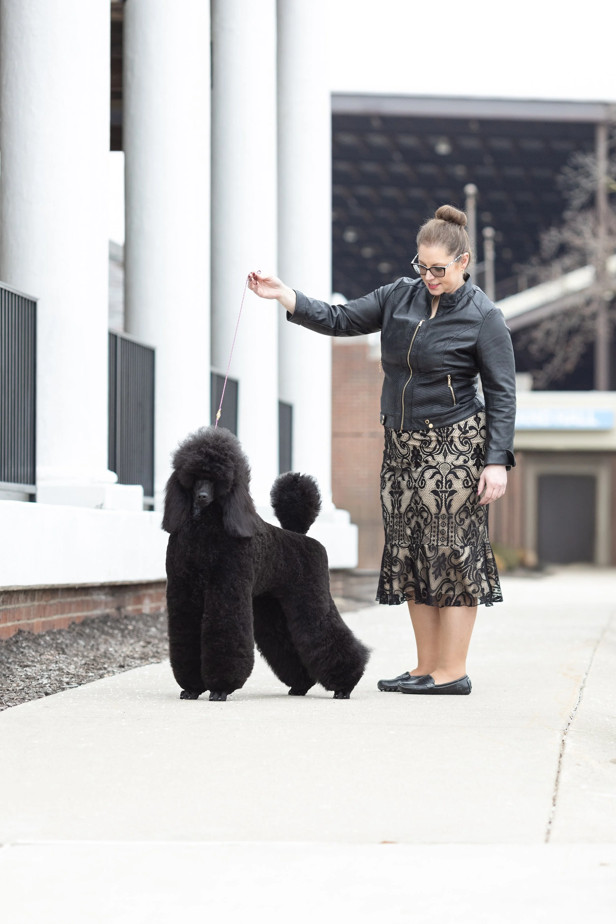 poodle様 Puppy Perfection: A Day with GCH MBPISS Turkhaven Get Out The Map
